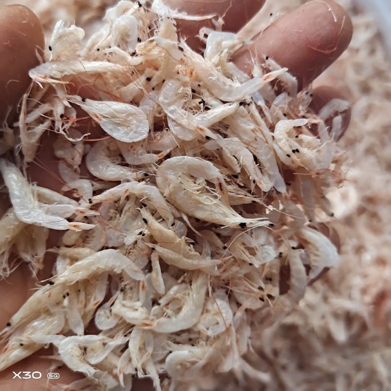 山东渤海湾虾皮微咸！颜色好看包水饺馄饨适合赶大集一手货源
