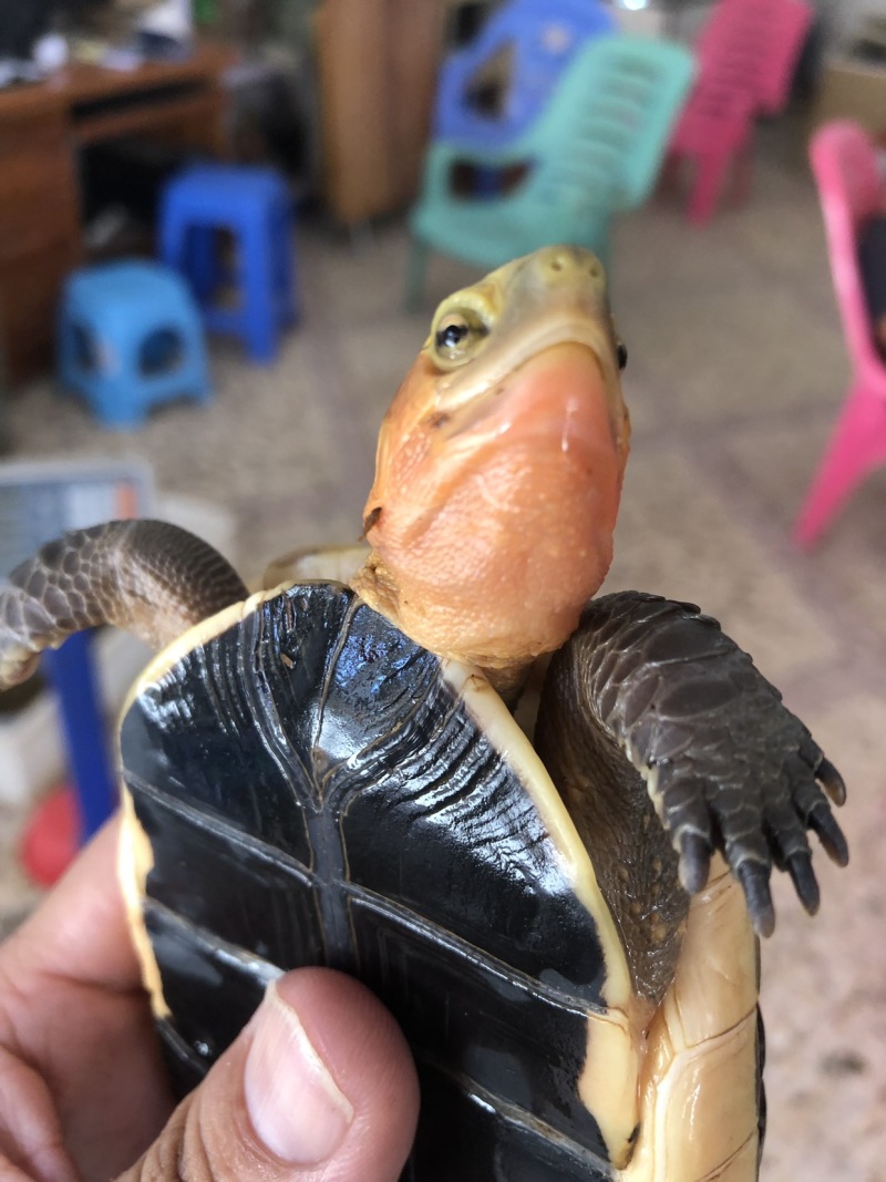 血安