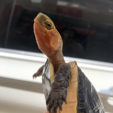 血安