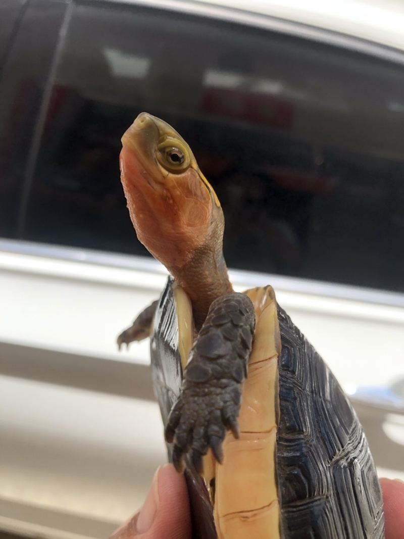血安