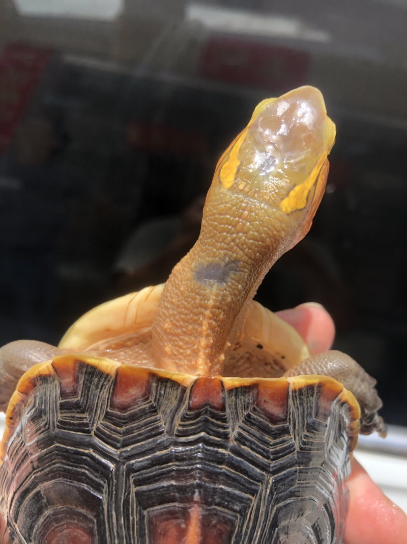 血安