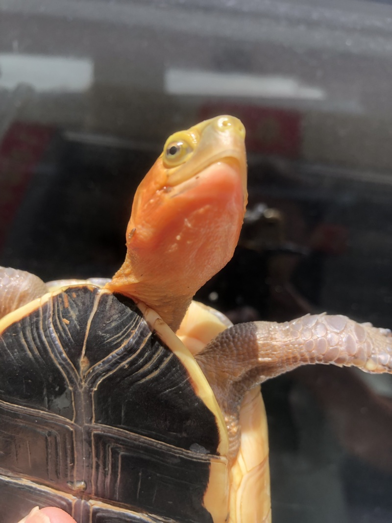血安