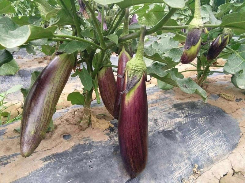 紫荆茄2号种子早中熟早春大棚种植春露地栽培