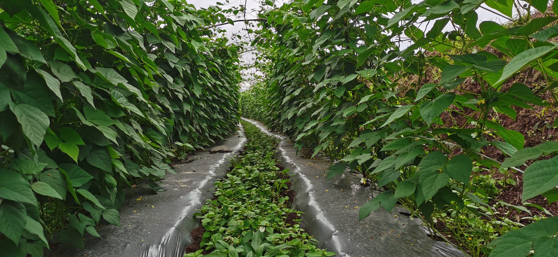 农民正在田间手工采摘白不老豆角,手中握着一把刚摘下的长条形翠绿豆荚,背景是整齐排列的支架和茂密的藤蔓,地面覆盖黑色地膜以保湿抑草,体现现代化生态种植模式 白不老豆角采摘现场场景