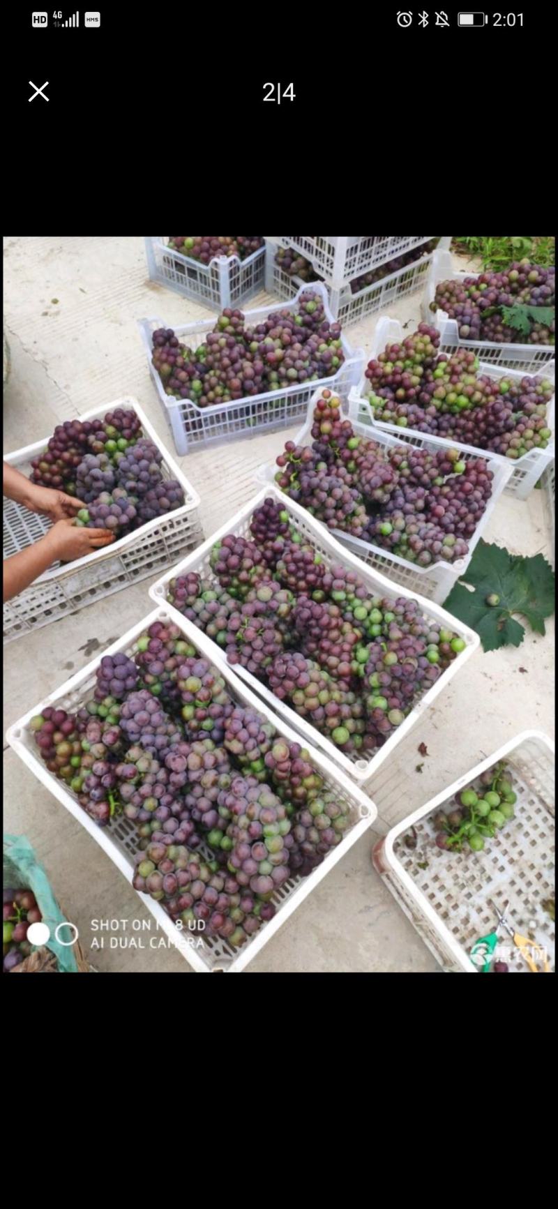 大量藤稳葡萄上市