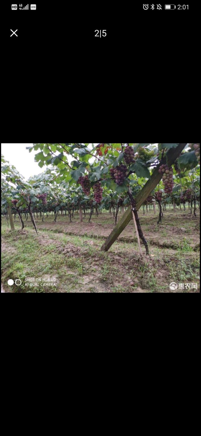 大量藤稳葡萄上市
