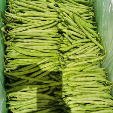 四季豆，一年四季都爱吃