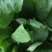 新鲜野苋菜银银菜绿苋菜野生人汉菜冻品
