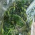 新鲜野苋菜银银菜绿苋菜野生人汉菜冻品