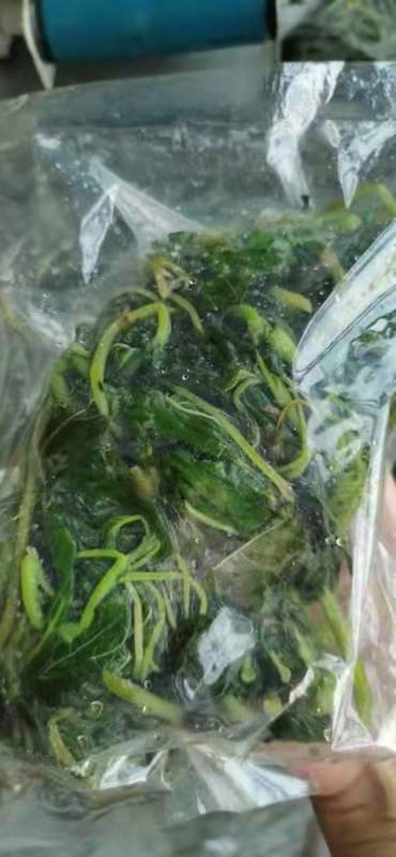 新鲜野苋菜银银菜绿苋菜野生人汉菜冻品