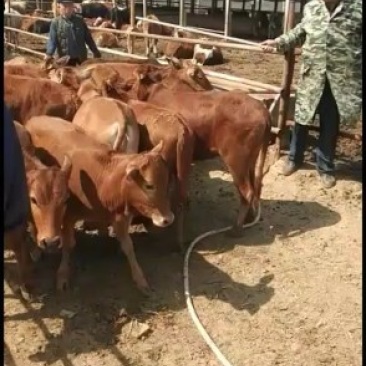 个体养殖场，都是自养自销