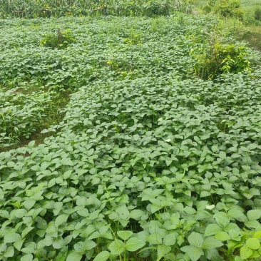四川遂宁精品毛豆大量上市