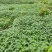 四川遂宁精品毛豆大量上市