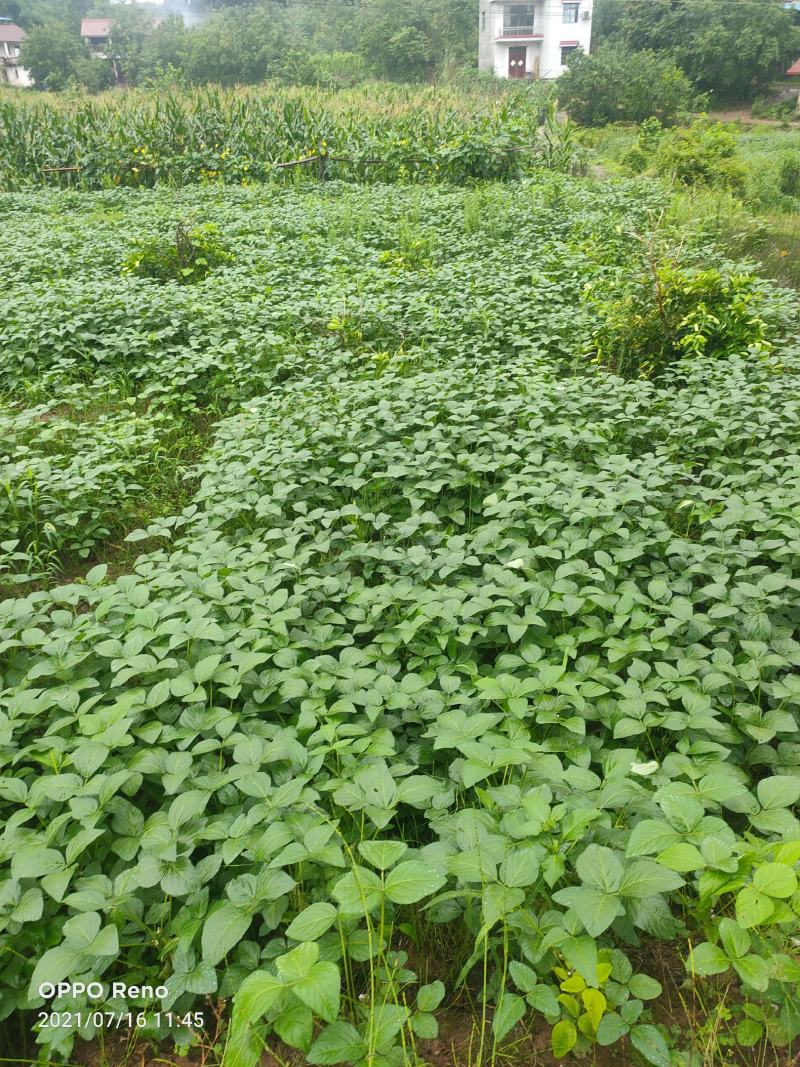 四川遂宁精品毛豆大量上市