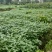 四川遂宁精品毛豆大量上市