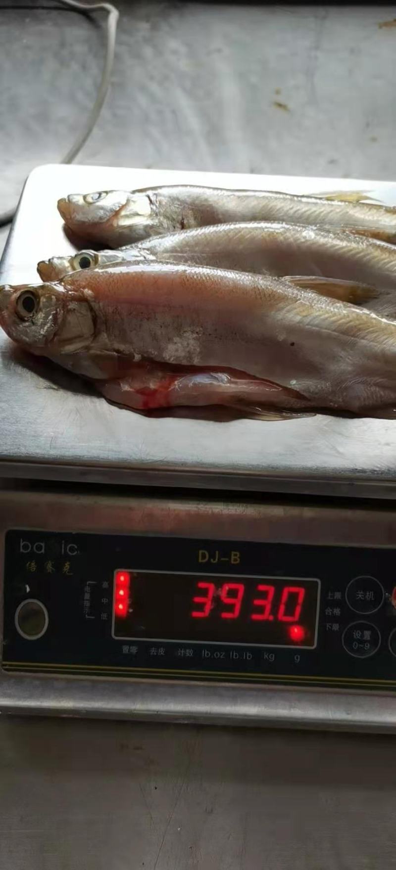 刁子鱼，白条