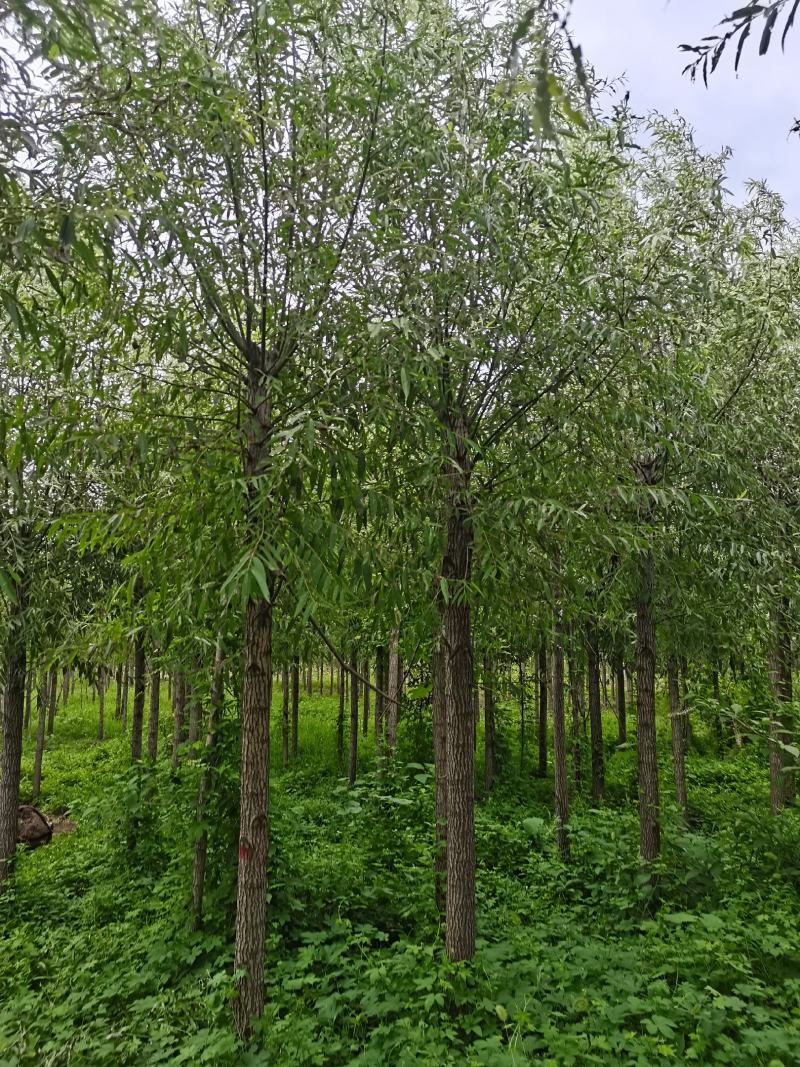 柳树直柳竹柳旱柳苗圃金蝉养殖树行道树农村绿化树