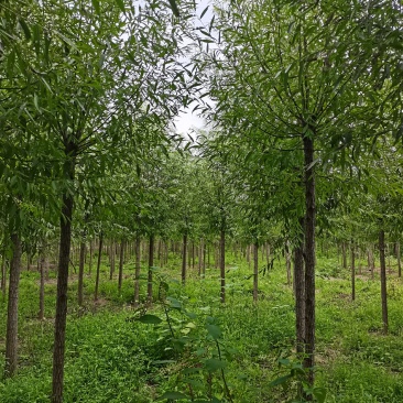 柳树直柳竹柳旱柳苗圃金蝉养殖树行道树农村绿化树