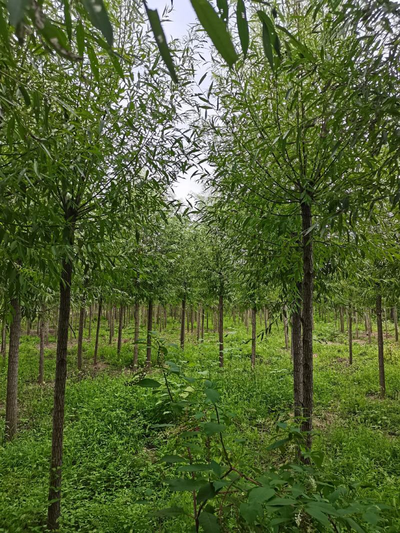 柳树直柳竹柳旱柳苗圃金蝉养殖树行道树农村绿化树
