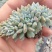 莱恩小精灵穴盘苗群生多肉植物拼多多淘宝专供