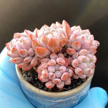 莱恩小精灵穴盘苗群生多肉植物拼多多淘宝专供