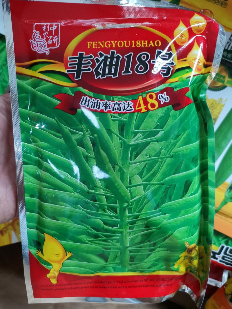 杂交黄籽高产油菜种子产量高抗性好越冬油菜种子