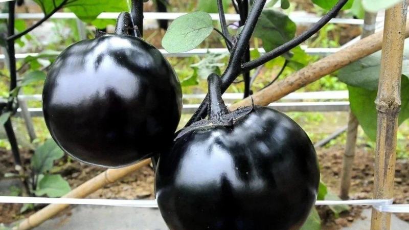 盛一奇黑元霸早熟黑亮圆茄子丰产果大茄子种子