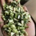 益母草