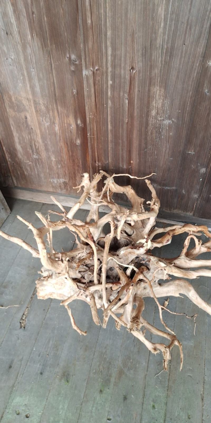 鱼缸沉木杜鹃根