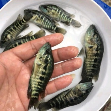 一号石斑鱼苗产地直销批发大量现货供应