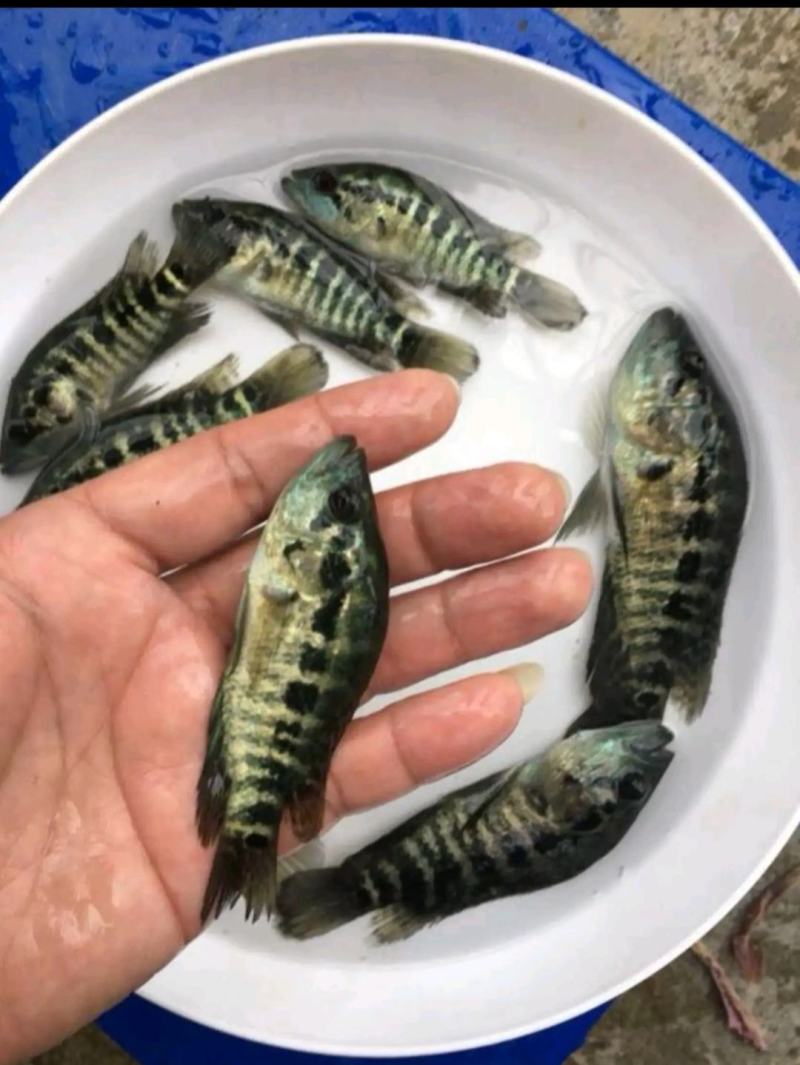 一号石斑鱼苗产地直销批发大量现货供应