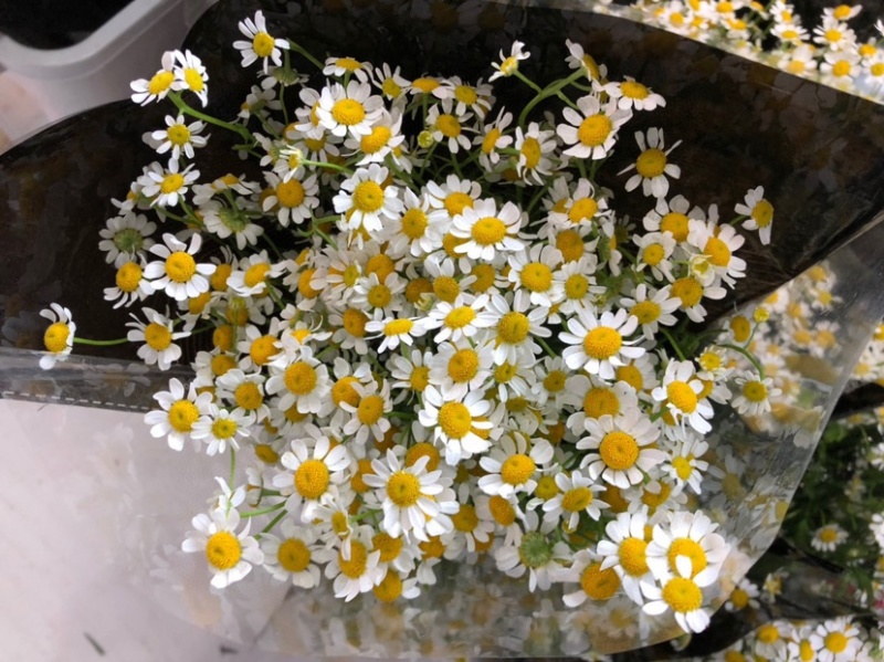 洋甘菊鲜切花云南鲜花基地直发小雏菊鲜花菊花批发包邮