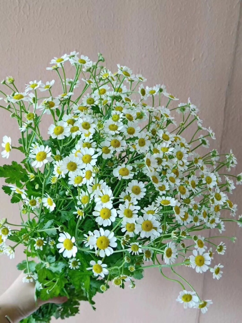 洋甘菊鲜切花云南鲜花基地直发小雏菊鲜花菊花批发包邮