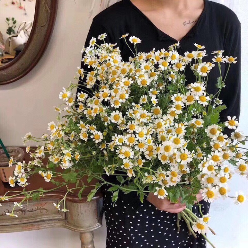 洋甘菊鲜切花云南鲜花基地直发小雏菊鲜花菊花批发包邮