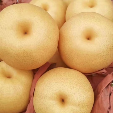 精品圆黄梨大量上市，质量好，价格低，货源充足，口感脆甜，
