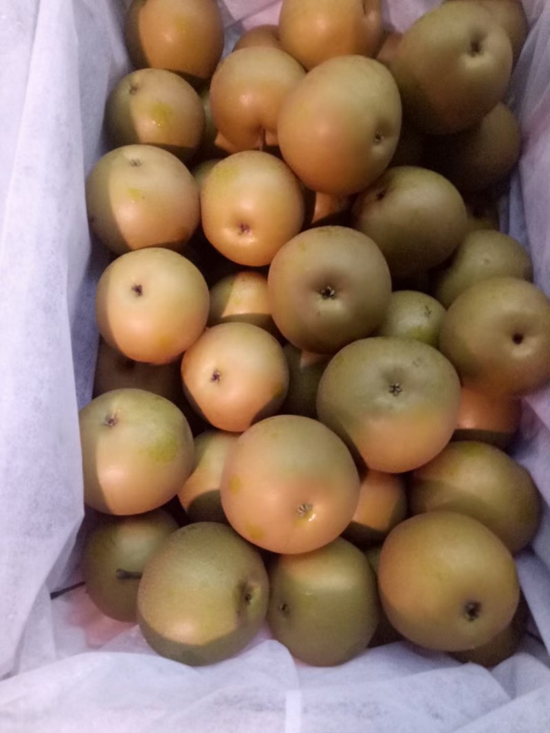精品圆黄梨大量上市，质量好，价格低，货源充足，口感脆甜，