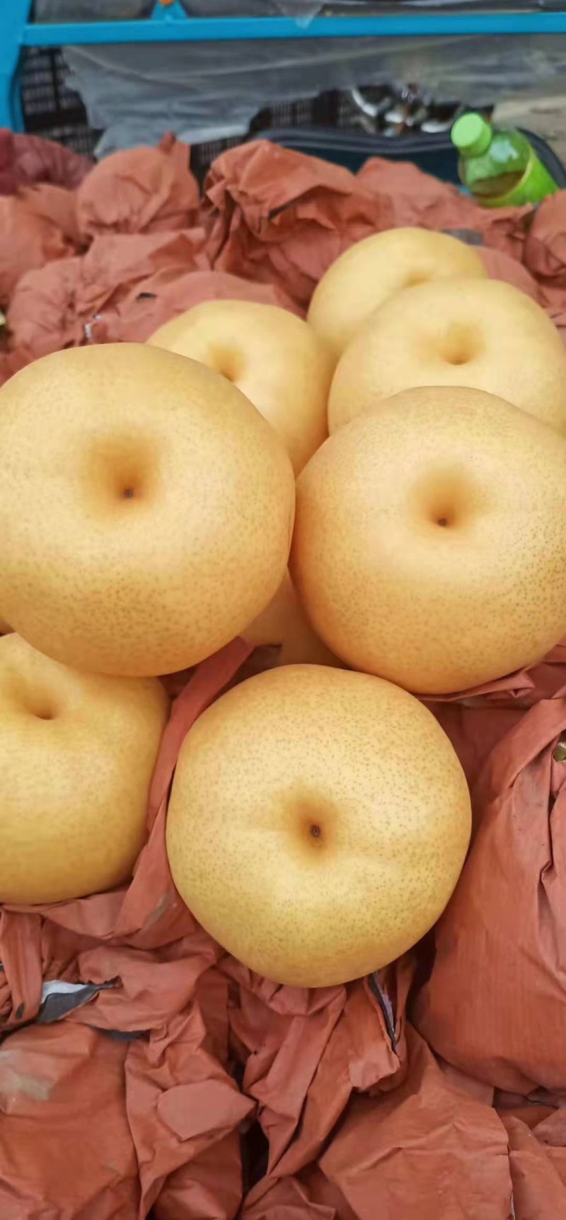 精品圆黄梨大量上市，质量好，价格低，货源充足，口感脆甜，
