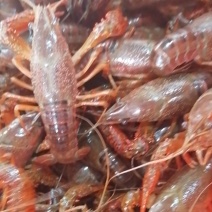湖北省洪湖市清水小龙虾，专业批发，货源稳定。