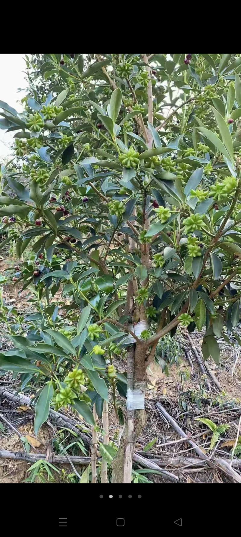 广西藤县古龙大红八角嫁接苗批发