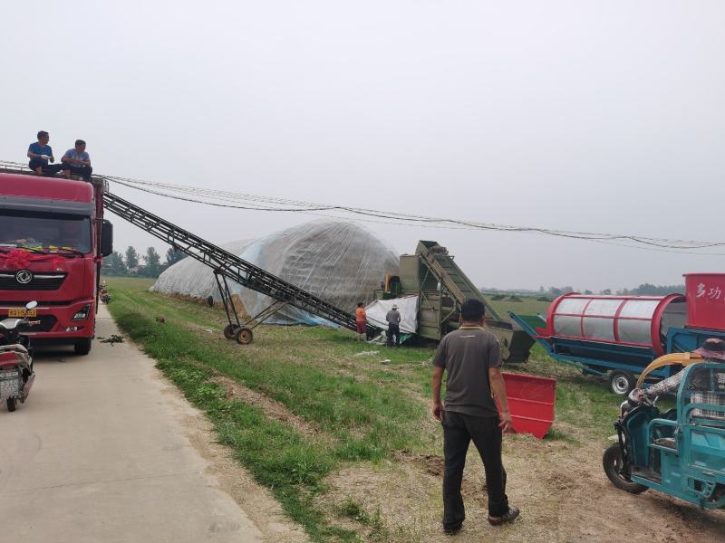 小麦秸秆
