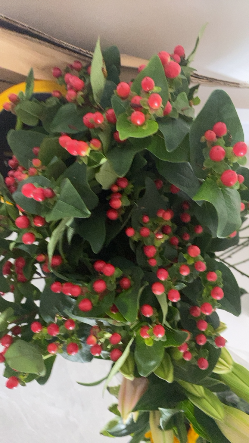 火龙珠红豆鲜花相思豆速递云南鲜花一件代发鲜花批发