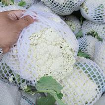 有机菜花：我处冀，辽，蒙三省交界疏菜种植基地！