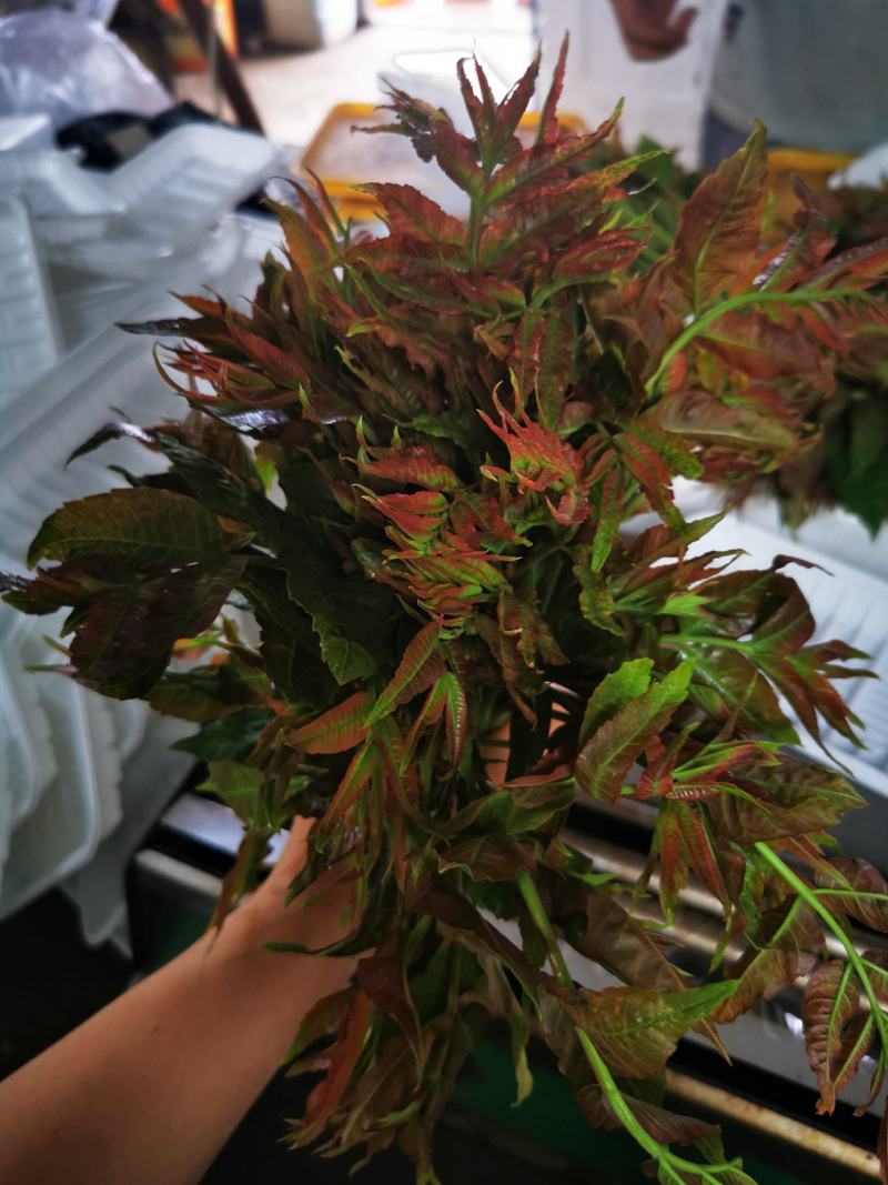 2021年露天红油香椿芽儿