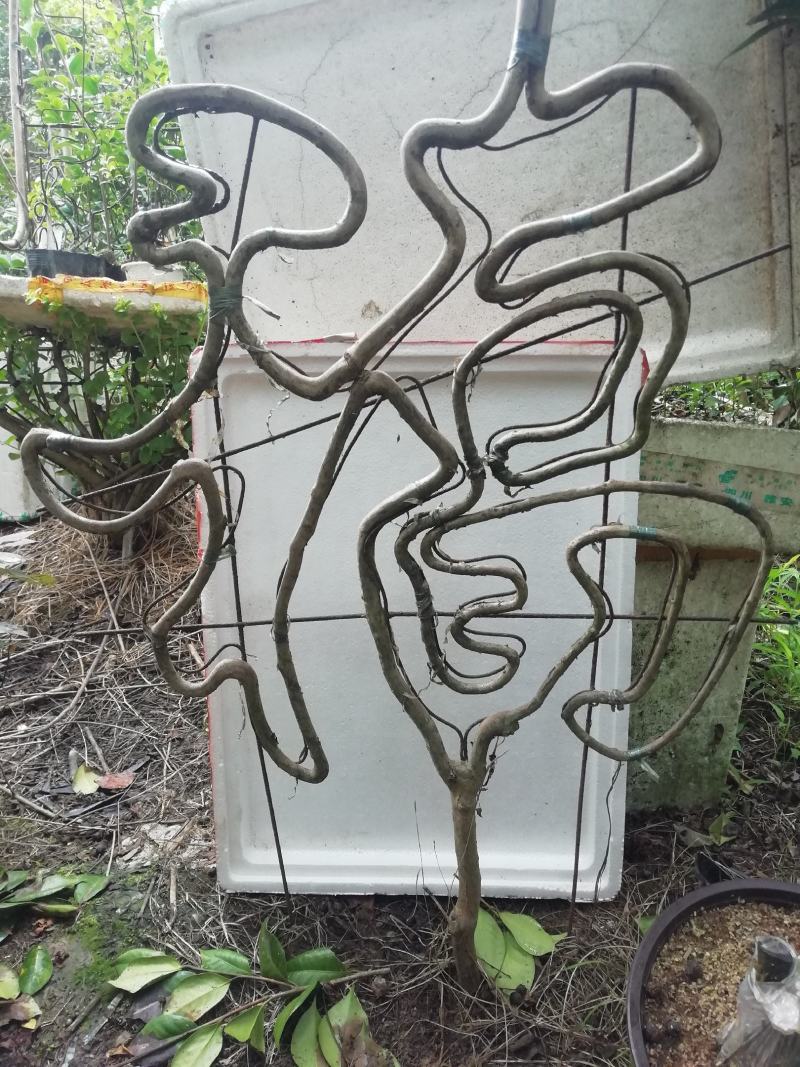 金弹子盆景造型（模子），工艺字，绿化苗木造型模具架子