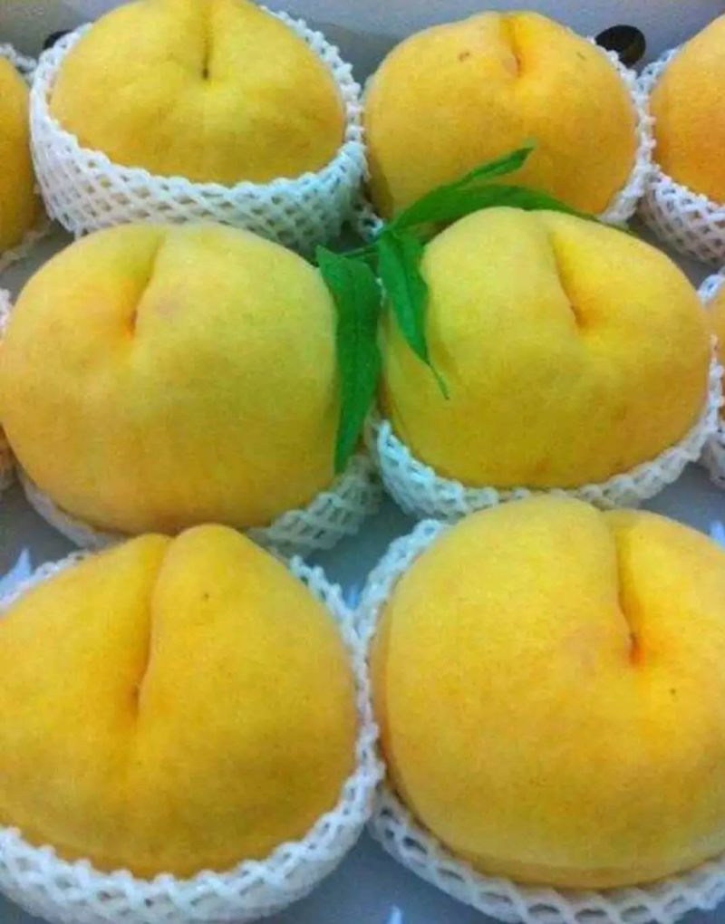 精品锦绣黄桃大量上市，质量好，价格低，含糖量高，代发全国