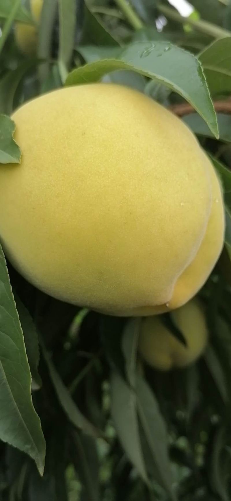 精品锦绣黄桃大量上市，质量好，价格低，含糖量高，代发全国