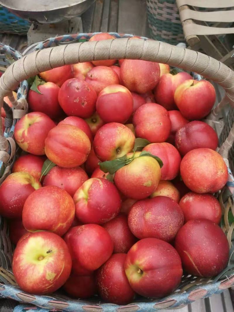 红丝露桃子