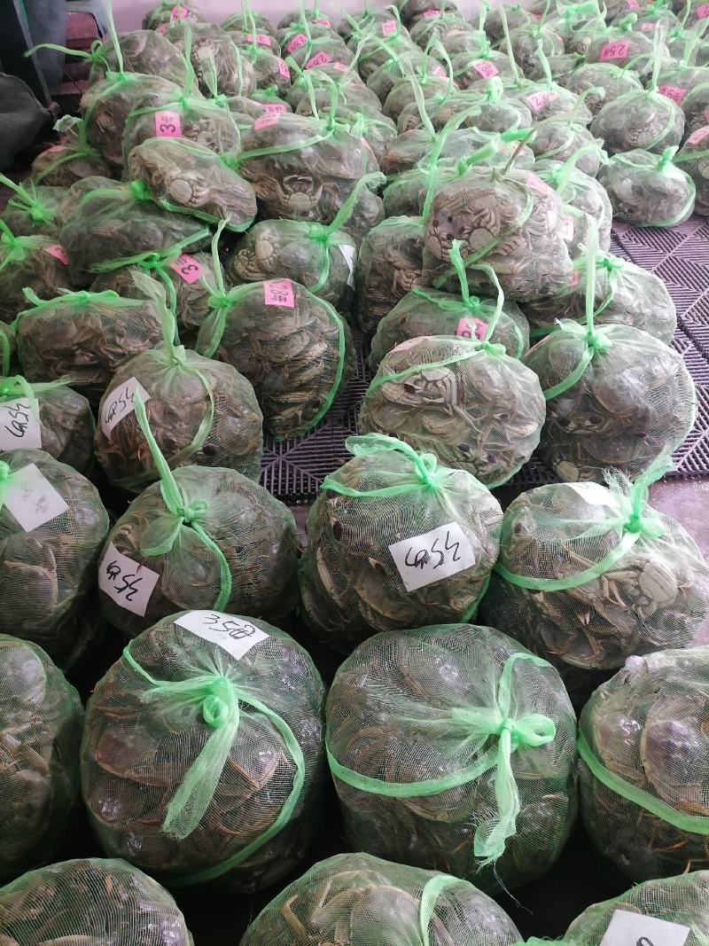 湖北省洪湖市优质大闸蟹批发，自家塘口直取。