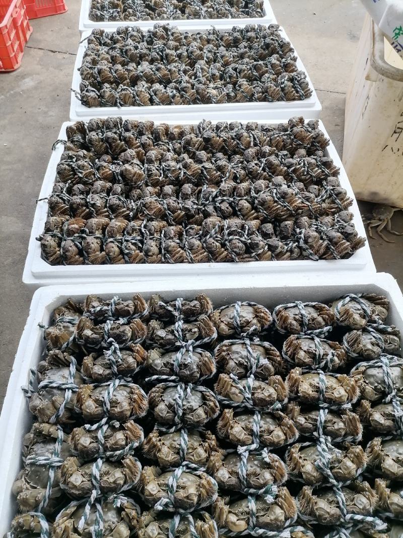 湖北省洪湖市优质大闸蟹批发，自家塘口直取。