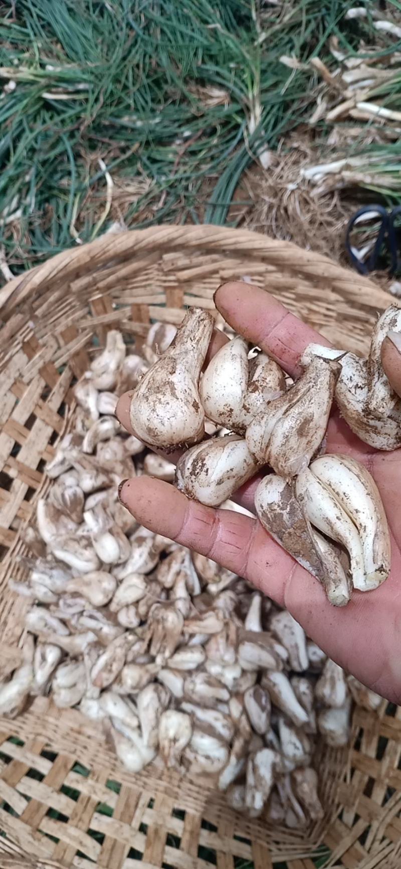 云南红河开远市碑格乡万亩藠头即将成熟上市